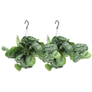 Scindapsus Pictus Trebie (Epipremnum) - 2 Pieces - Ø15Cm - ↕25Cm