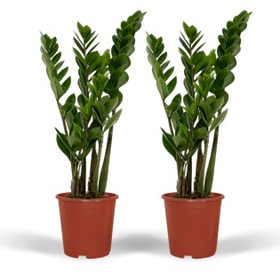 2X Zamioculcas Zamiifolia - Emerald Palm - 50Cm - Ø14