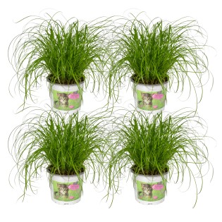 Cyperus Alternifolius (Cat Grass) - 4 Pieces - Ø12Cm - ↕20Cm