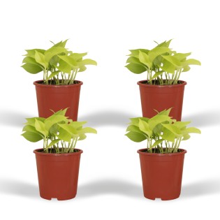 Epipremnum Golden Pothos (Scindapsus) - 4 Pieces - Ø12Cm - ↕15Cm