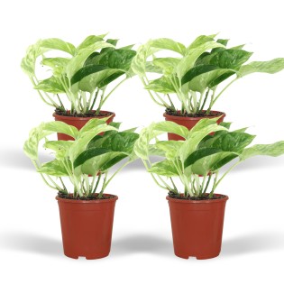 Epipremnum Marble Queen - 4 Pieces - Ø12Cm - ↕15Cm
