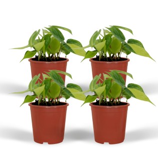 Philodendron Scandens Brasil - 4 Pieces - Ø12Cm - ↕15Cm