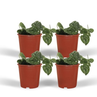 4X Scindapsus Pictus - Epipremnum - 5Cm - Ø12
