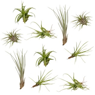 Everspring - Tillandsia Air Mix - 10 Pieces - 6 Cm - Ø6