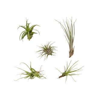 Everspring - Tillandsia Air Mix - 5 Pieces - 6 Cm - Ø6