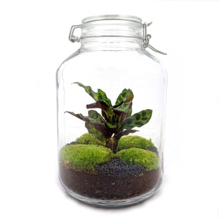 Diy Terrarium - Calathea - ↕ 28 Cm