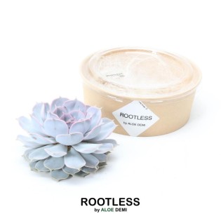 Rootless Succulent Echeveria Lilacina Ø12-14 Cm - ↕5 Cm