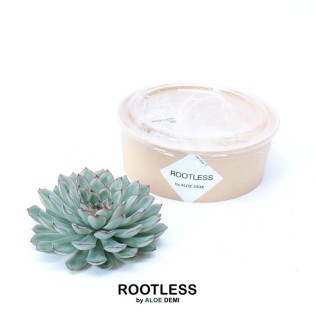 Rootless Succulent Echeveria Pulidonis Ø12-14 Cm - ↕5 Cm