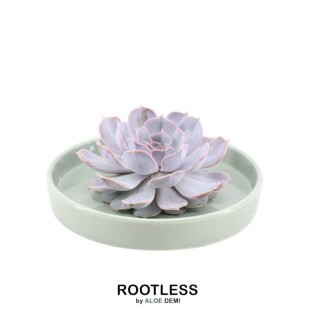 Rootless Succulent Echeveria Lilacina In Bowl 'Green' Ø20 Cm - ↕5 Cm