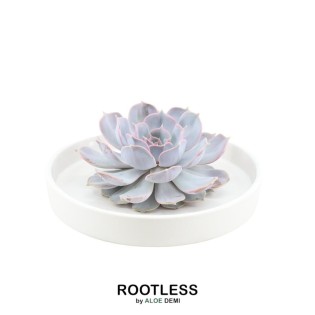 Rootless Succulent Echeveria Lilacina In Bowl 'White' Ø20 Cm - ↕5 Cm