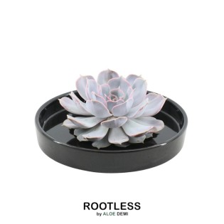 Rootless Succulent Echeveria Lilacina In Bowl 'Black' Ø20 Cm - ↕5 Cm