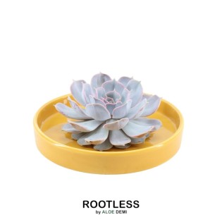 Rootless Succulent Echeveria Lilacina In Bowl 'Yellow' Ø20 Cm - ↕5 Cm
