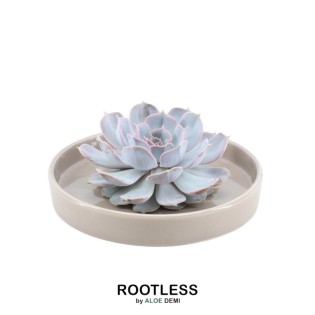 Rootless Succulent Echeveria Lilacina In Bowl 'Taupe' Ø20 Cm - ↕5 Cm