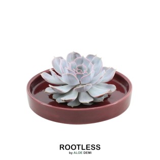 Rootless Succulent Echeveria Lilacina In Bowl 'Red' Ø20 Cm - ↕5 Cm