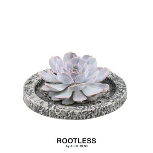 Rootless Succulent Echeveria Lilacina In Bowl 'Concrete' Ø20 Cm - ↕5 Cm