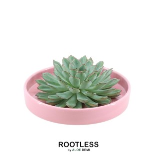 Rootless Succulent Echeveria Pulidonis In Bowl 'Pink' Ø20 Cm - ↕5 Cm