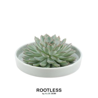 Rootless Succulent Echeveria Pulidonis In Bowl 'Green' Ø20 Cm - ↕5 Cm