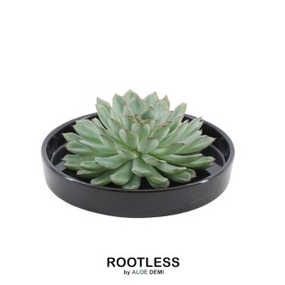 Rootless Succulent Echeveria Pulidonis In Bowl 'Black' Ø20 Cm - ↕5 Cm
