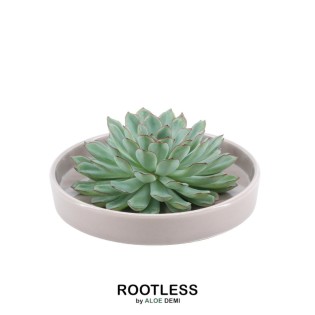 Rootless Succulent Echeveria Pulidonis In Bowl 'Taupe' Ø20 Cm - ↕5 Cm