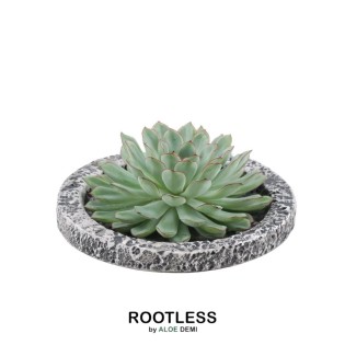 Rootless Succulent Echeveria Pulidonis In Bowl 'Concrete' Ø20 Cm - ↕5 Cm