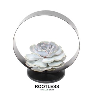 Rootless Succulent Echeveria Lilacina On Deco Tablestand Ø20 Cm - ↕20 Cm