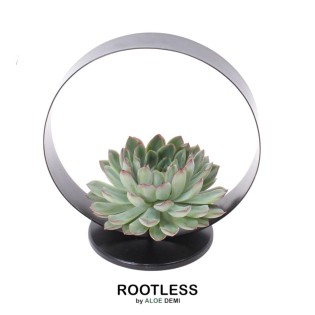 Rootless Succulent Echeveria Pulidonis On Deco Tablestand Ø20 Cm - ↕20 Cm