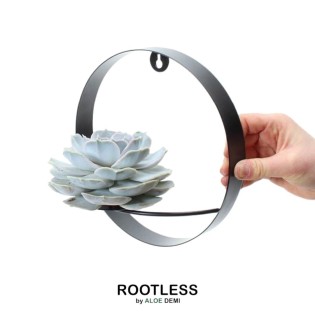 Rootless Succulent Echeveria Lilacina On Wall Decoration Ring Black Ø20 Cm - ↕20 Cm
