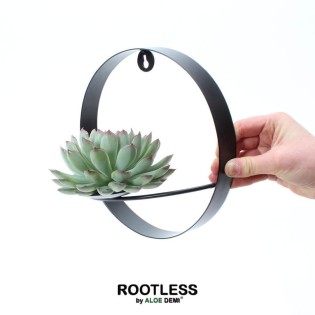 Rootless Succulent Echeveria Pulidonis On Wall Decoration Ring Black Ø20 Cm - ↕20 Cm