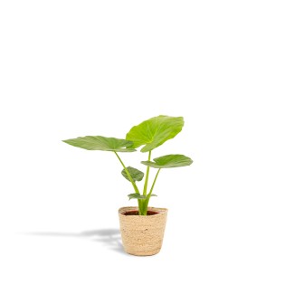 Alocasia Macrorrhiza - Ø19Cm - ↕70Cm + Basket Selin