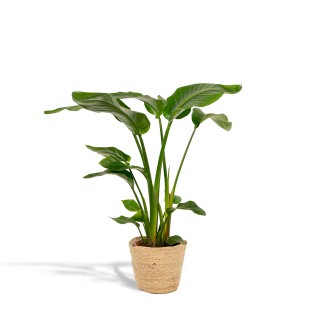 Strelitzia Nicolai - Ø19Cm - ↕90Cm + Basket Selin