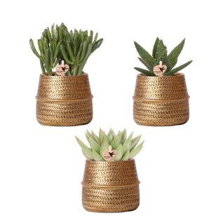 Kolibri Greens | Plant Set - With 3 Succulenten Mix - Incl. Ceramic Decorative Pots | Pot Size Ø9Cm