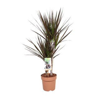 Dracaena Magenta - Ø17Cm - ↕80Cm