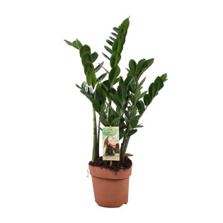 Zamioculcas Zamiifolia - Ø17Cm - ↕70Cm
