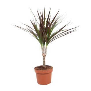 Dracaena Magenta - Ø12Cm - ↕50Cm