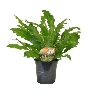 Asplenium Campio - Ø17Cm - ↕50Cm
