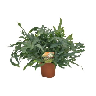 Phlebodium Blue Star - Ø17Cm - ↕60Cm