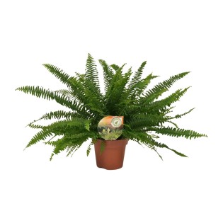 Nephrolepis Green Lady - Ø17Cm - ↕40Cm