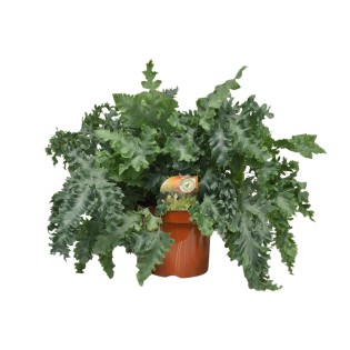 Phlebodium Davana - Ø26Cm - ↕60Cm