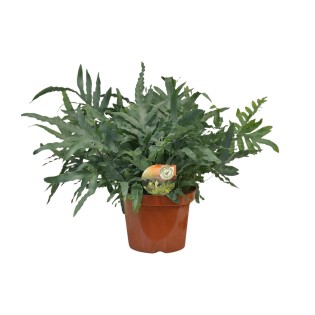 Phlebodium Blue Star - Ø26Cm - ↕80Cm