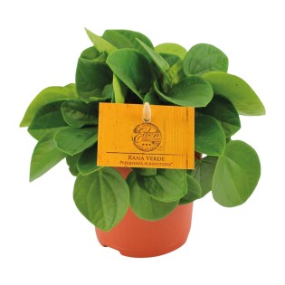 Peperomia Rana Verde - Ø11Cm - ↕15Cm