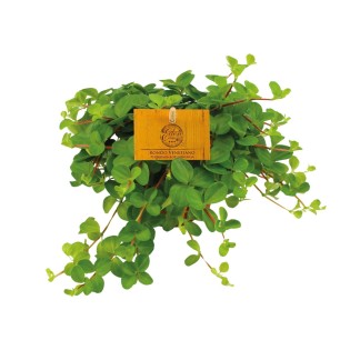 Peperomia Rotundifolia - Ø11Cm - ↕15Cm