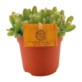 Hylocereus Undatus - Ø11Cm - ↕15Cm