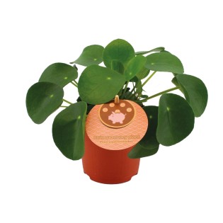 Pilea Peperomioides - Ø11Cm - ↕15Cm