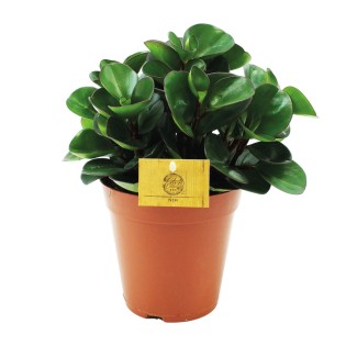 Peperomia Burning Bush - Ø15Cm - ↕25Cm