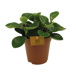 Peperomia Red Canyon - Ø15Cm - ↕25Cm
