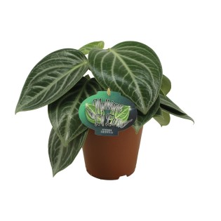 Peperomia Sarcophylla - Ø15Cm - ↕25Cm