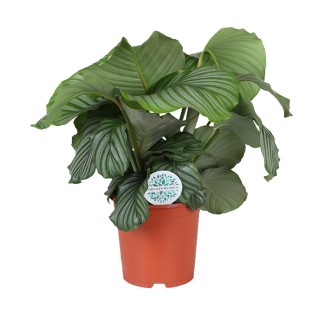 Calathea Orbifolia - Ø21Cm - ↕65Cm