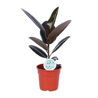 Ficus Elastica Abidjan - Ø17Cm - ↕55Cm