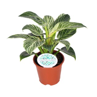 Philodendron Birkin - Ø14Cm - ↕25Cm