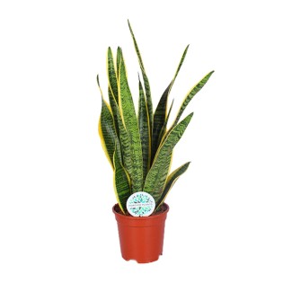 Sansevieria Trifasciata Laurentii - Ø17Cm - ↕60Cm